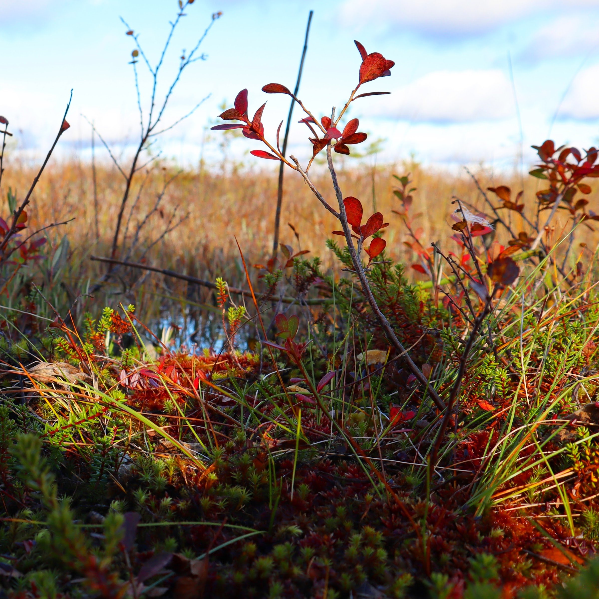 Martimoaapa kivalontie